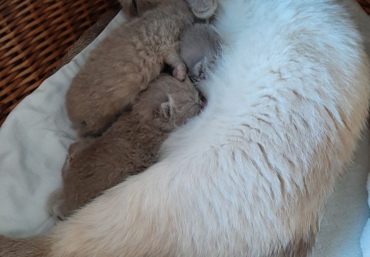 Lisa en de vijf kittens